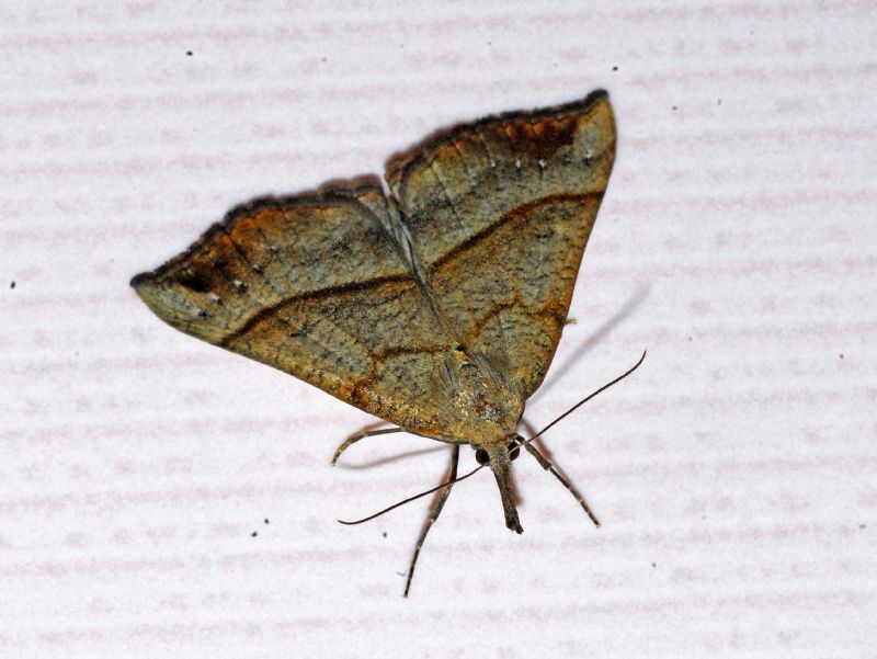 Geometridae ID. No, Erebidae: Hypena proboscidalis
